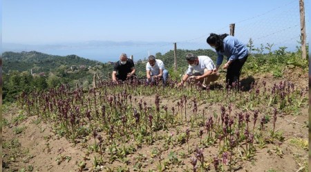 Ordu'da salep hasad balad