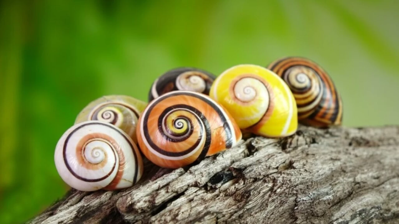 Salyangoz: Kabuklu bir harika