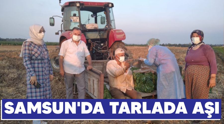 Samsun'da tarlada aşı