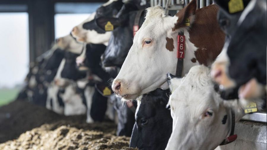 Şap alarmı... Sakarya'da da hayvan pazarları kapatıldı