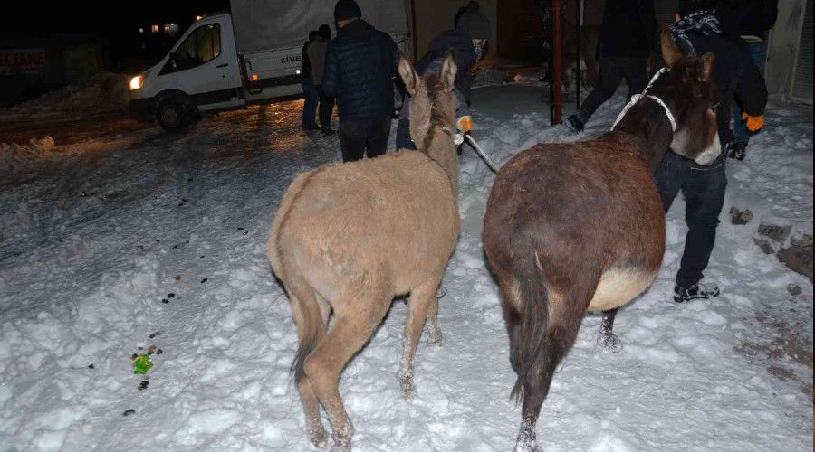 Siverek'te donma tehlikesi geçiren eşekler toplandı