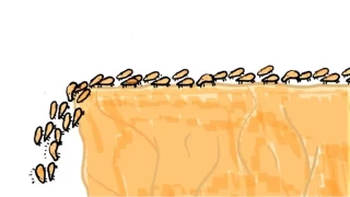 Sürü psikolojisi nedir?