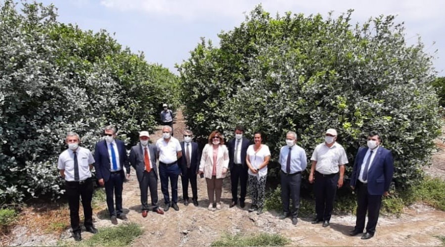 TARSİM’den turunçgil üreticilerine ziyaret