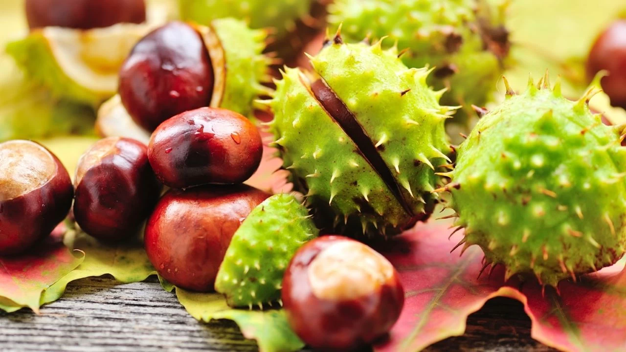 Varis sorunu olanlar için bitkisel tedavi yöntemleri