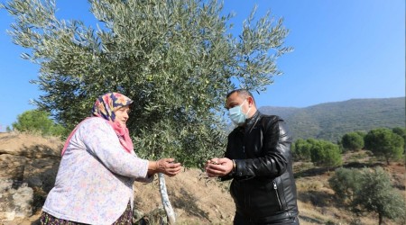 Yabani zeytin aalar alanyor