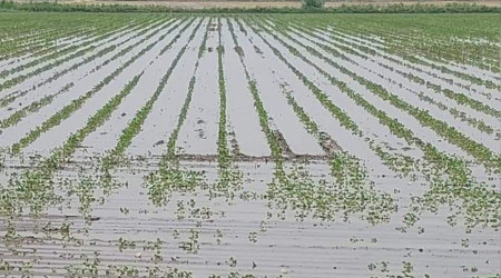 Yağışlar, Söke Ovası'nda pamuğa mantar getirdi