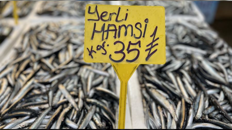 Yerli hamsi boy gösterdi
