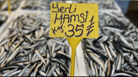 Yerli hamsi boy gösterdi