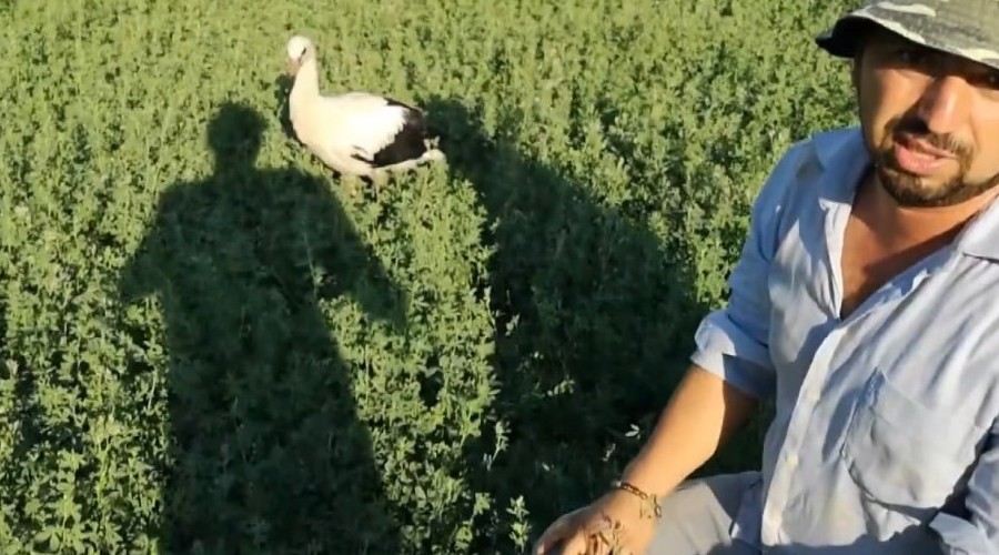 Yuvadan düşen leyleği besledi