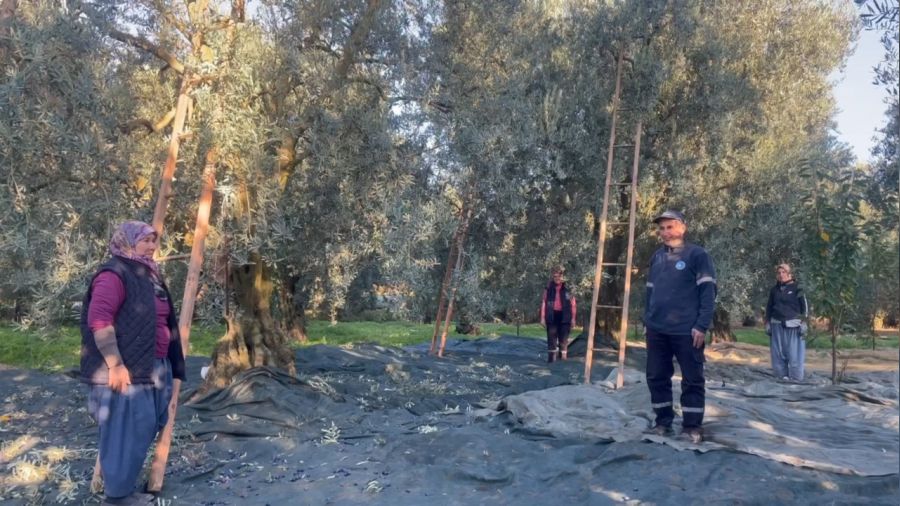 Zeytin toplayan kadınlar dokuzu beş gece durdu
