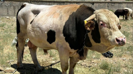 1.1 tonluk ‘Paşa’ alıcısını bekliyor