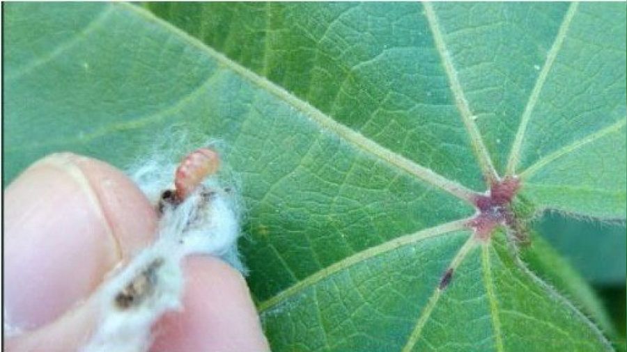 Adana'da Pembekurtla mücadele