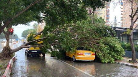 Antalya'da ağaç araçların üzerine devrildi