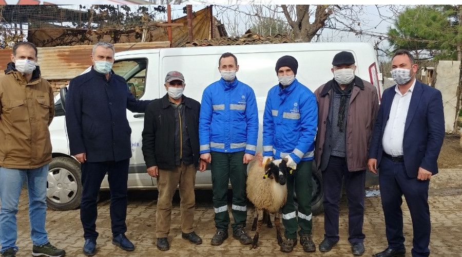 Aydın Büyükşehir, sakız koçu hibesine devam ediyor