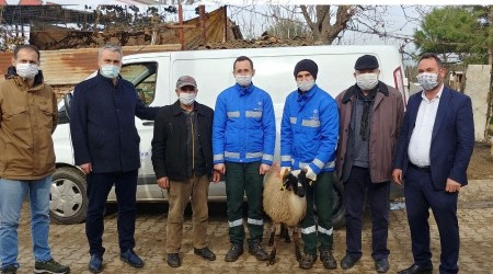 Aydın Büyükşehir, sakız koçu hibesine devam ediyor