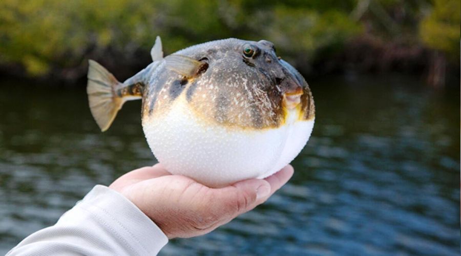 Balon balığı yemek öldürebiliyor