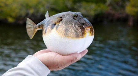 Balon balığı yemek öldürebiliyor