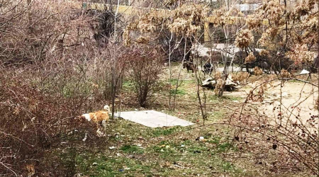 Başıboş gezen köpekler eve giden öğrencilere saldırdı