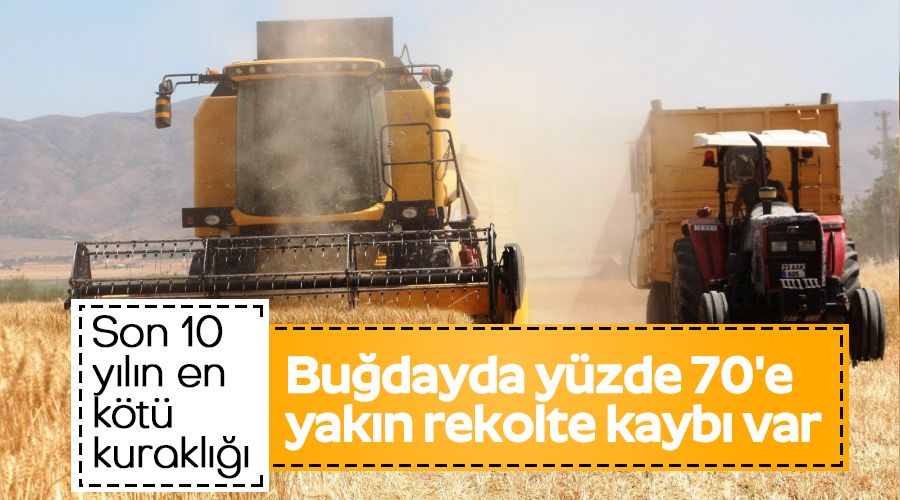 Buğdayda yüzde 70'e yakın rekolte kaybı var
