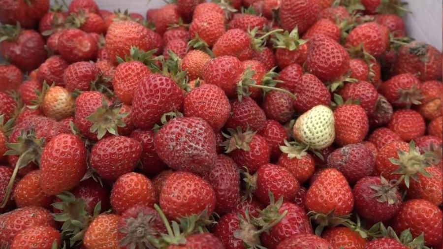 Bursa'da çilek üreticisine şok