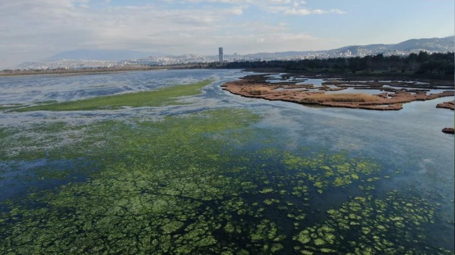 "Deniz marulundan ambalaj" projesine birincilik ödülü