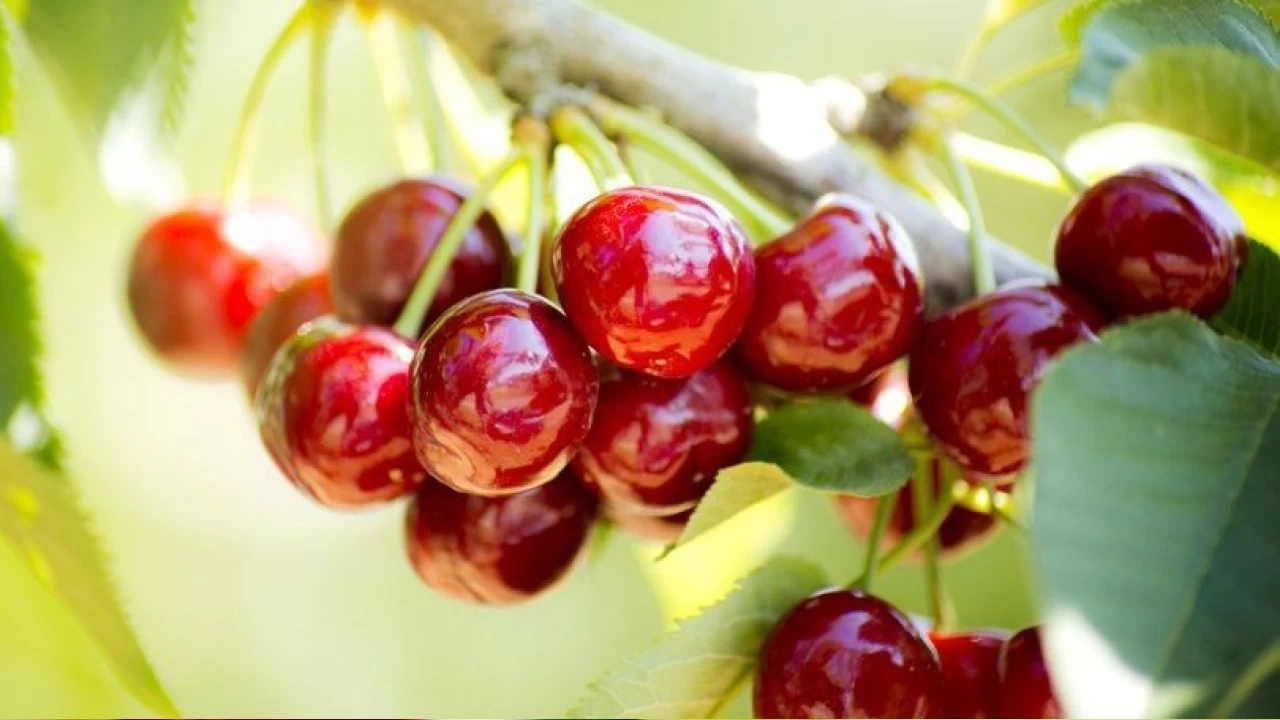 Dünyada kiraz üretiminde Türkiye birinci konumda