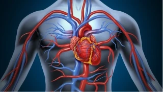 Egzersiz, Kalbin Sinirlerini Yeniden Yazabilir