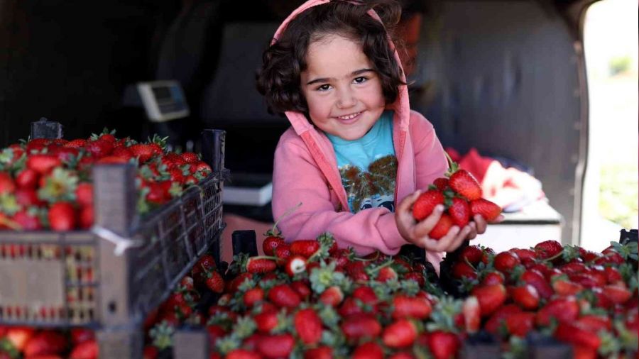Ekinözü'nde çilek hasadı Kasım'da da sürüyor