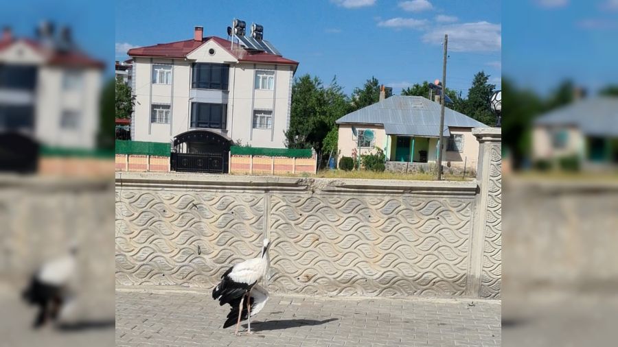 Elazığ’da yaralı halde bulunan leylek, tedavi altına alındı