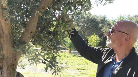 Erdekli zeytin üreticisi yağmuru bekliyor