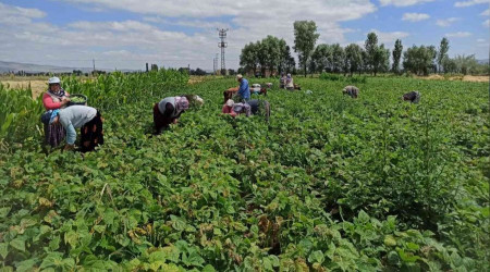 Fasulye işçileri yevmiye artışı istiyor