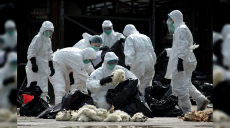 Fransa’da kuş gribi alarmı!