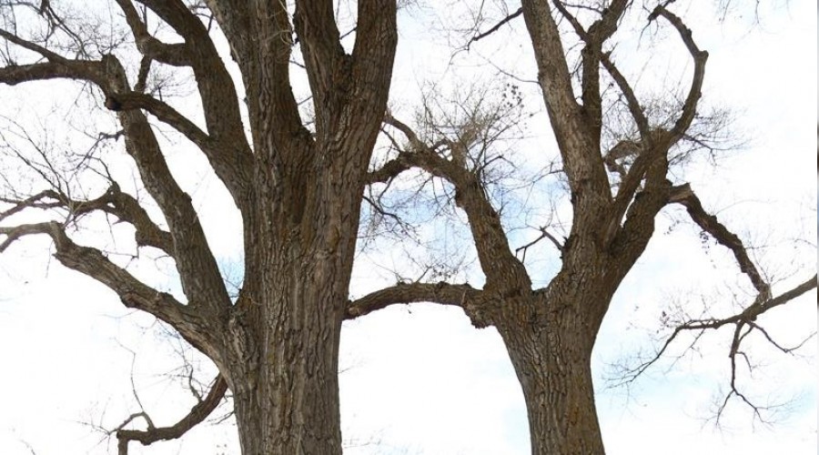 Gazi ağaçlar 370 yaşında