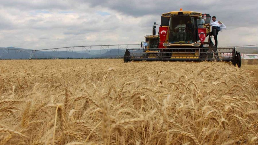 Geçen yılın en kurak kenti Amasya'da yağışlar berekete dönüştü