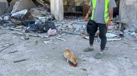 Hatay'da bu kedi enkazda 76 gün sonra canlı olarak bulundu