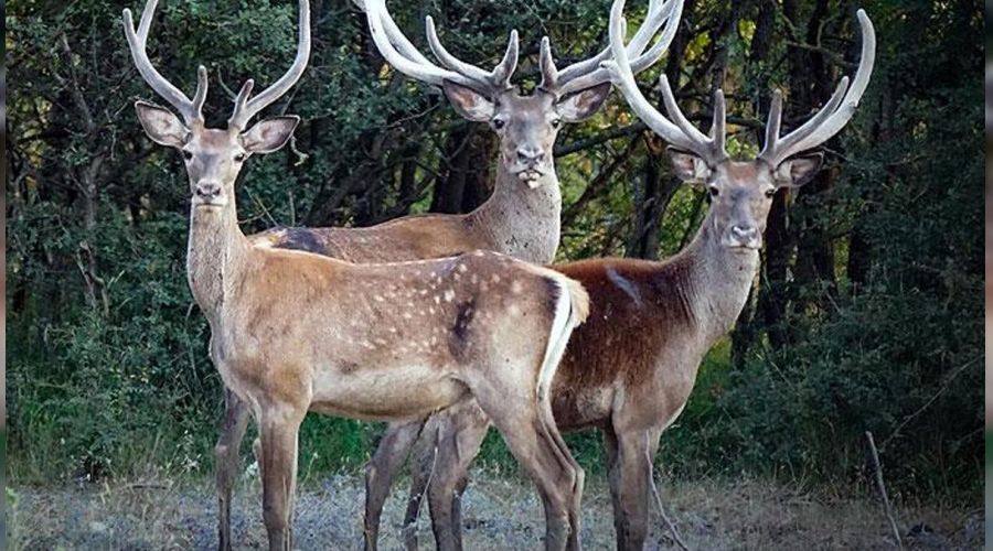 İnsandan geyiklere Covid-19 bulaştı