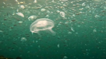 İstanbul Boğazı'nda denizanası istilası