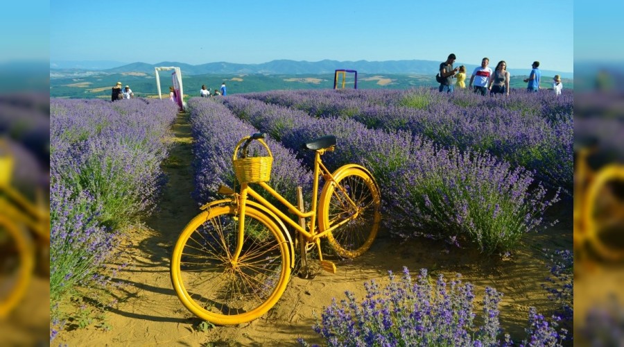 İstanbullular, Tekirdağ'daki mor tarlalara akın etti