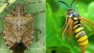 Kahverengi kokarcaya karşı 300 bin samuray arısı