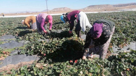 Kasım ayında çilek mesaisi