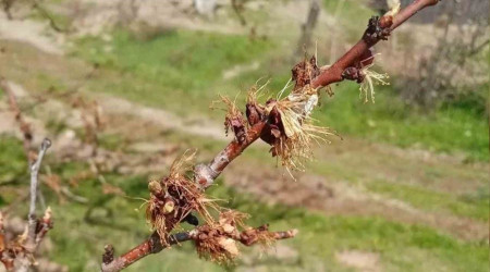 Kayısıları don vurdu, üretici zor durumda