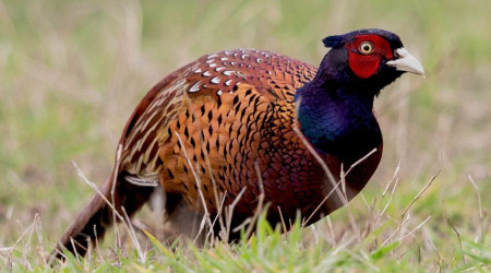 Kene avcısı 15 bin 'sülün' doğaya salınacak