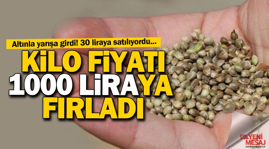 Kenevir tohumu altnla yara girdi