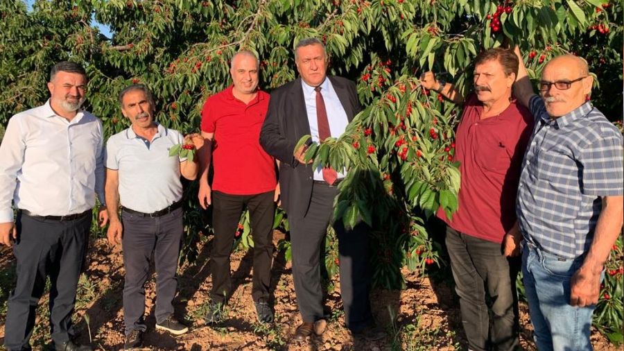 Kiraz üreticisi kan ağlıyor