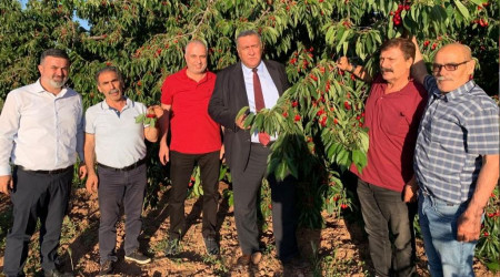 Kiraz üreticisi kan ağlıyor