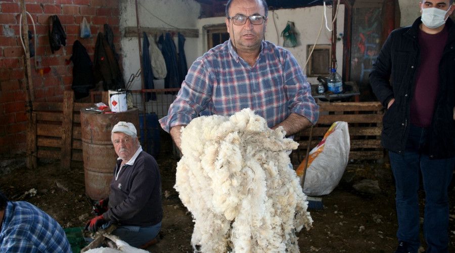 Koyunlar yaza hazrlanyor...reticiler yapa fiyatlarna isyan etti