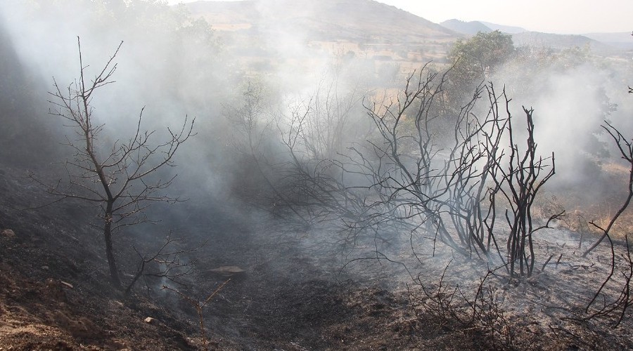Kula'da çıkan yangında geniş bir alan zarar gördü