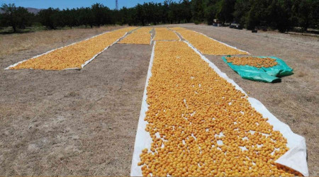 Kuru kays ihracatnda hedef 500 milyon dolar