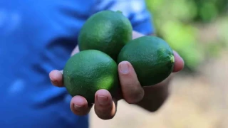 Limon üreticisinin gözü Rusya'da: Gemiler gitmeyince hasat yavaşladı