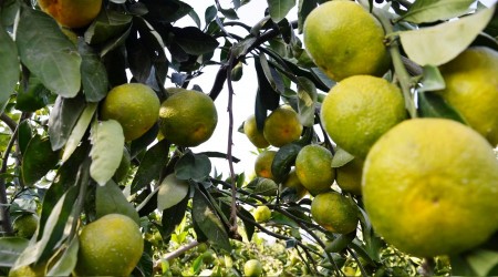 Mandalina ihracatında rekor bekleniyor